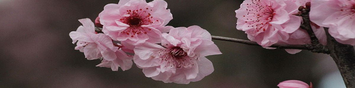 Header image of Japanese Cherry Blossoms